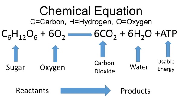 chemical equation for cellular respiration
