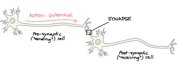 Synaptic Potentials