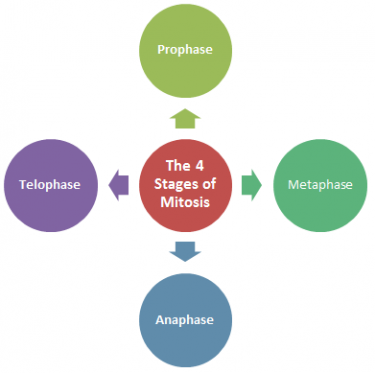 The 4 Stages of Mitosis