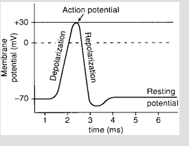 The term threshold 1