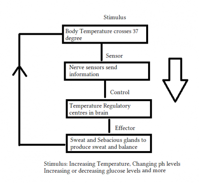 Maintaining Stable Internal Conditions in an Organism