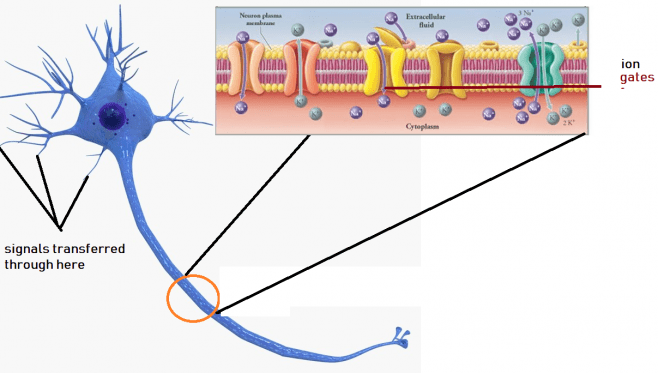 temporal vs spatial summation-3